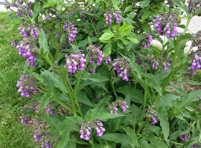 contrôle phytosanitaire vétérinaire