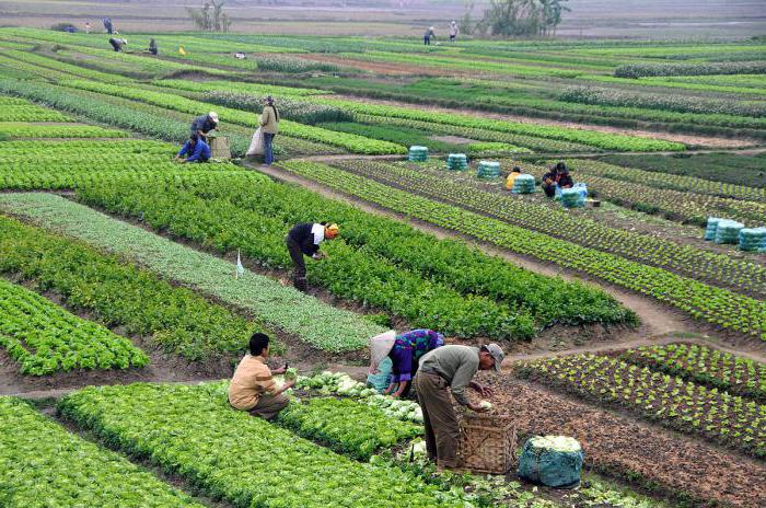 types d'organisation dans l'agriculture