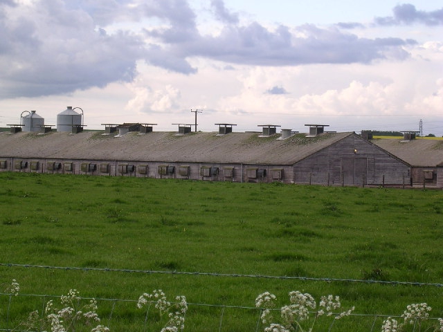 organisation de ferme avicole