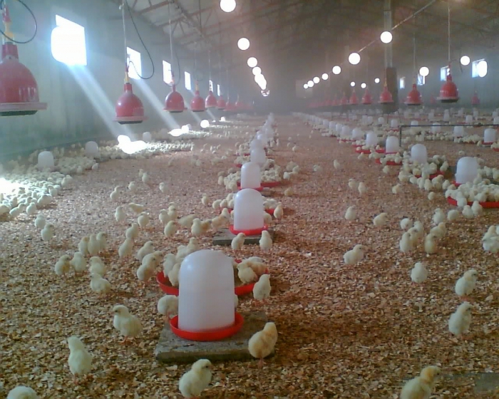 comment construire une ferme de poulet