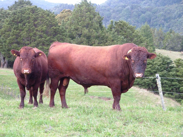 vache à viande