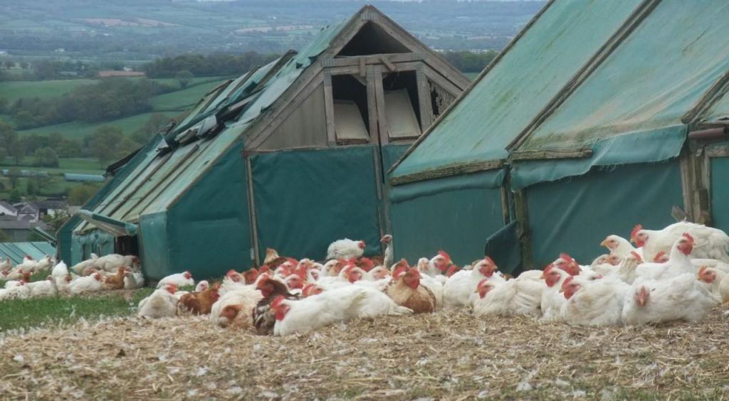 Creșterea animalelor - afacere de familie