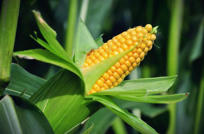 assurance récolte agricole