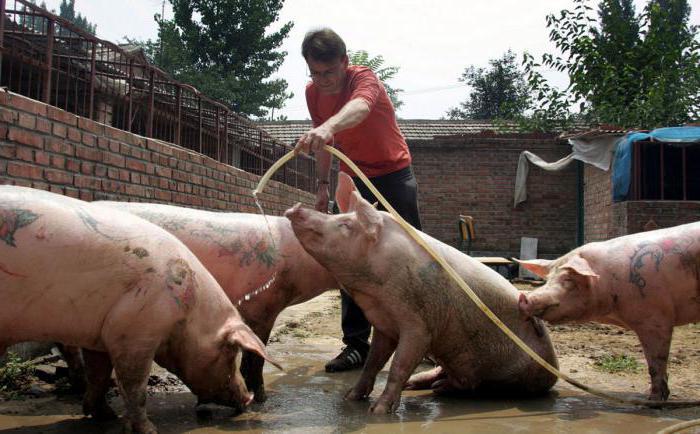 ferme de porci din teritoriul Stavropol