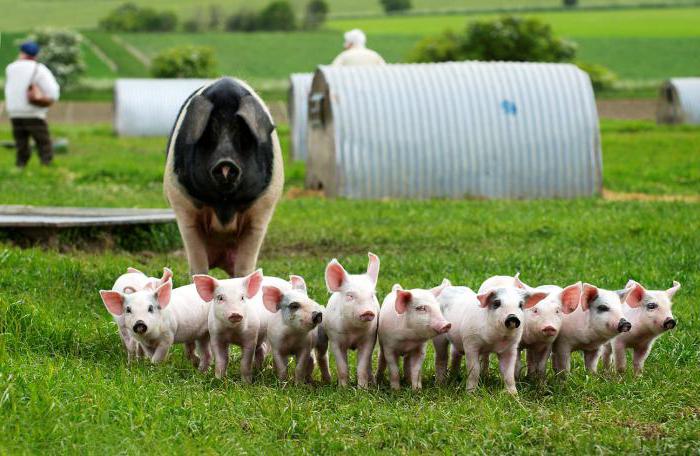 mecanizarea fermei de porci