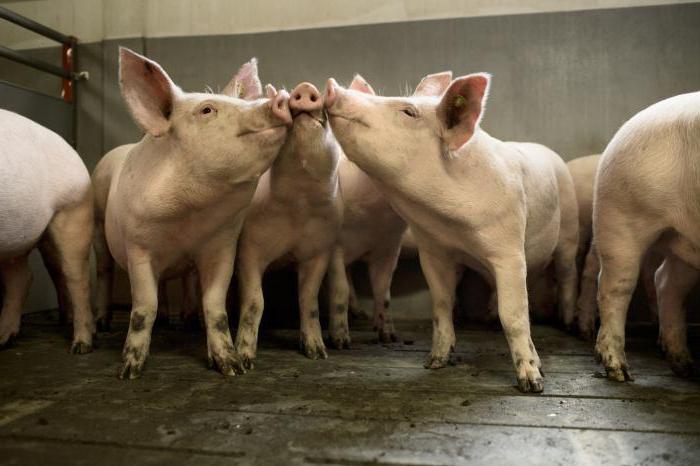 planul de afaceri al fermei de porci