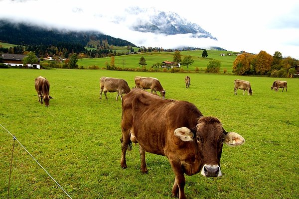 Les vaches paissent