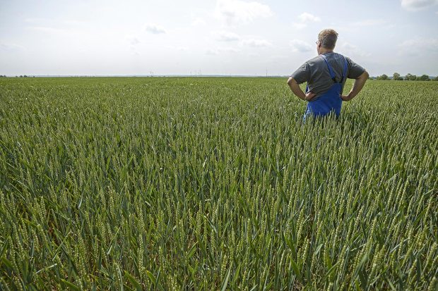 Un homme au milieu d'un champ de blé