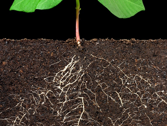 Le système racinaire de la plante dans le sol