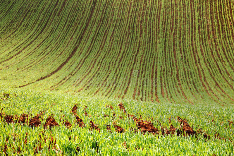 Champ planté