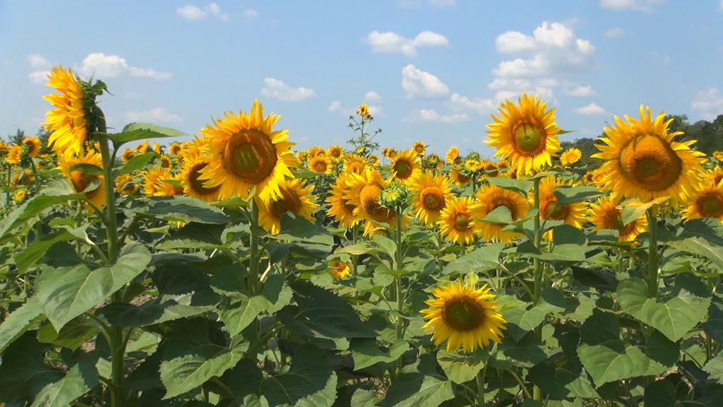 ediția curentă a legii cooperării agricole