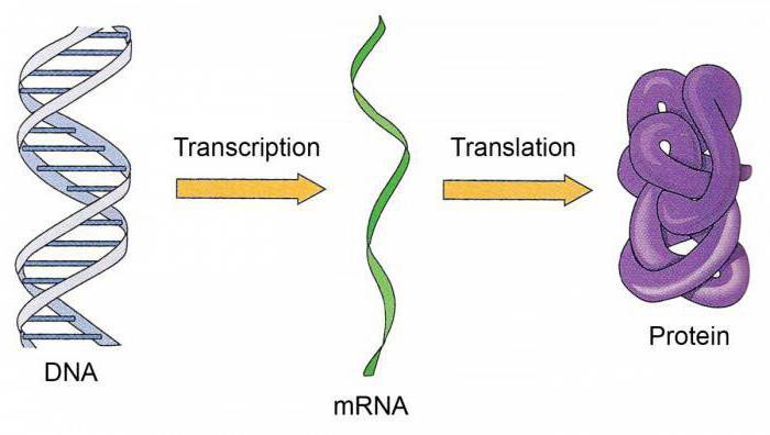 dovezi ale rolului genetic al ADN și RNA