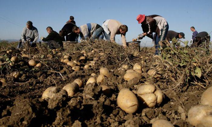 achat de pommes de terre de la population à l'aigle