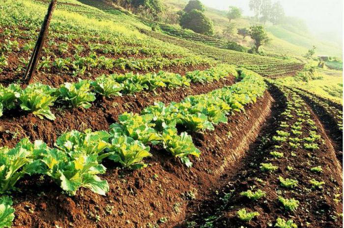 condițiile de acordare pentru agricultură