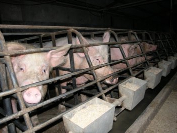 plan d'entreprise de la ferme porcine