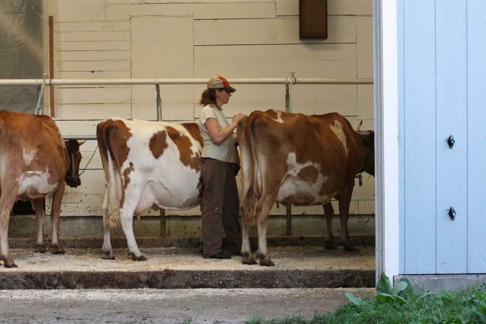 Home Farm - Une perspective d'entreprise