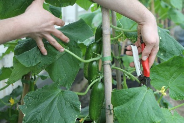 légumes de serre