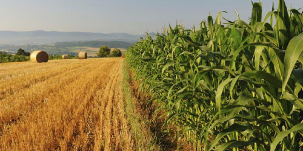 Développement du marché agricole