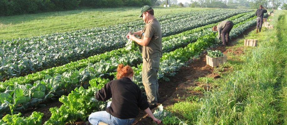 Développement industriel et agricole