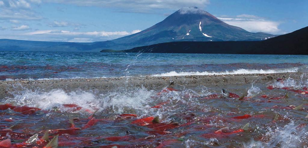 Natura Kamchatka