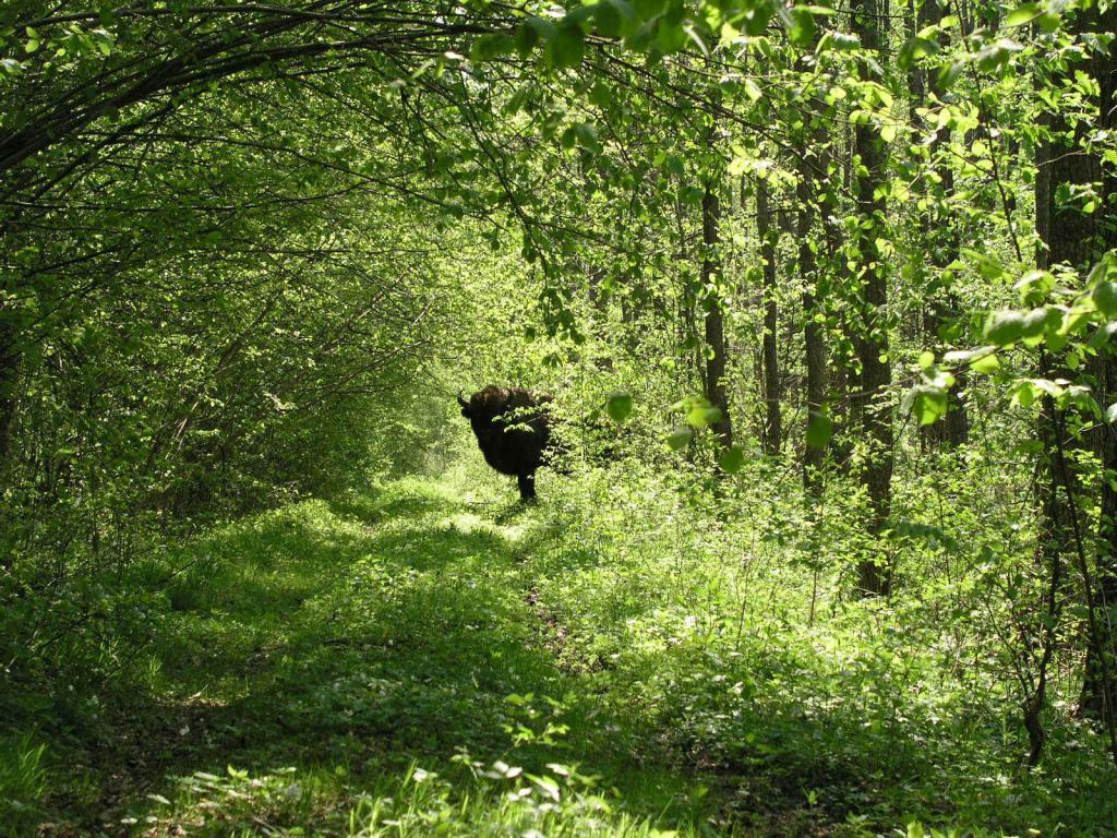 Habitat de bizoni