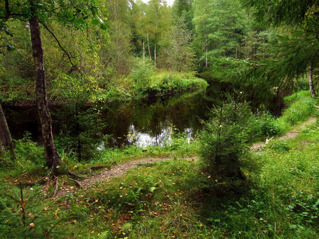 Râu în pădure