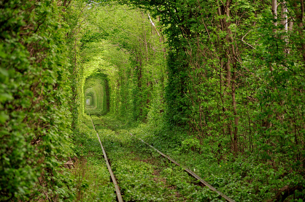 Tunelul feroviar al copacilor de pădure vii