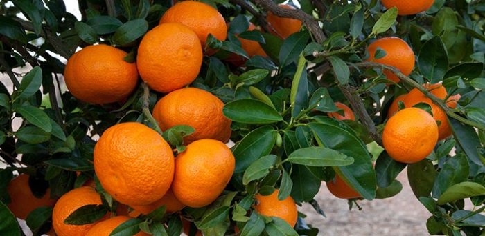 Cueillette des agrumes dans les travaux en espagne